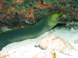 Green Moray IMG 3050